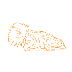 Animals Mustelids Eastern Spotted Skunk Line Tracing Svg Vector, Free Vectors File